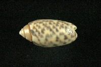 藏品(寶島榧螺)的圖片